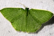 Prasinocyma floresaria Moth (Prasinocyma floresaria)